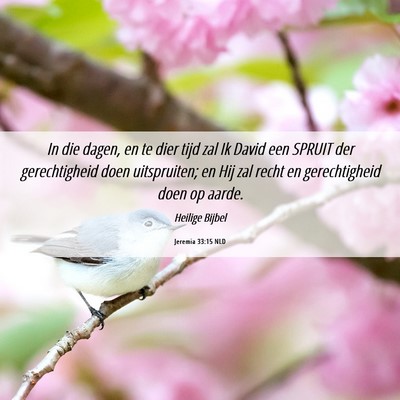 Picture 06 - Jeremia 33:15 NLD - In die dagen, en te dier tijd zal Ik David een - Bible Verse Picture