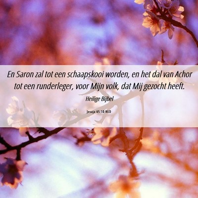 Picture 06 - Jesaja 65:10 NLD - En Saron zal tot een schaapskooi worden, en het - Bible Verse Picture