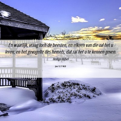 Picture 06 - Job 12:7 NLD - En waarlijk, vraag toch de beesten, en elkeen van - Bible Verse Picture
