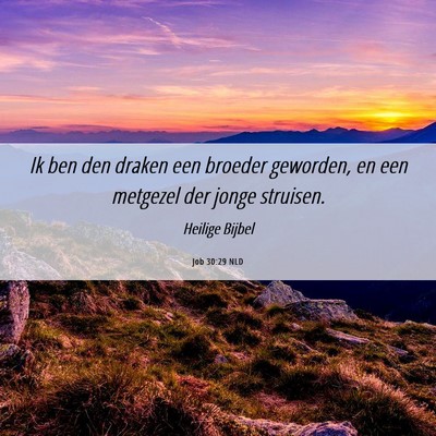 Picture 06 - Job 30:29 NLD - Ik ben den draken een broeder geworden, en een - Bible Verse Picture