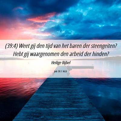 Picture 06 - Job 39:1 NLD - (39:4) Weet gij den tijd van het baren der - Bible Verse Picture