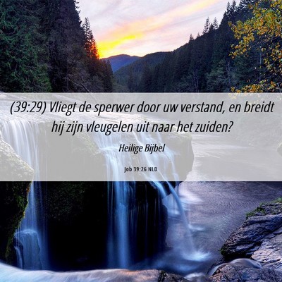 Picture 06 - Job 39:26 NLD - (39:29) Vliegt de sperwer door uw verstand, en - Bible Verse Picture