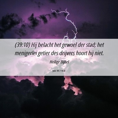 Picture 06 - Job 39:7 NLD - (39:10) Hij belacht het gewoel der stad; het - Bible Verse Picture