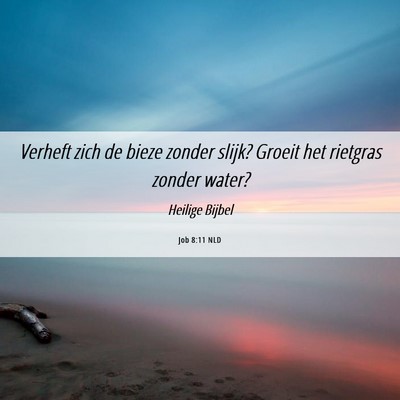 Picture 06 - Job 8:11 NLD - Verheft zich de bieze zonder slijk? Groeit het - Bible Verse Picture