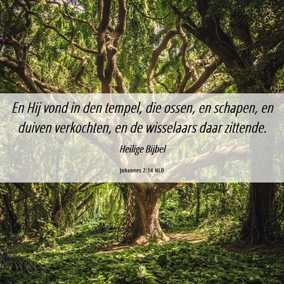 Picture 06 - Johannes 2:14 NLD - En Hij vond in den tempel, die ossen, en schapen, - Bible Verse Picture