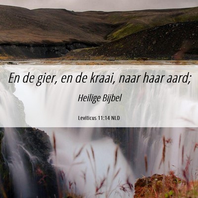Picture 06 - Leviticus 11:14 NLD - En de gier, en de kraai, naar haar - Bible Verse Picture