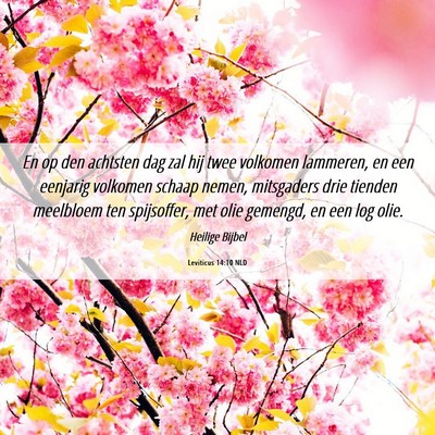 Picture 06 - Leviticus 14:10 NLD - En op den achtsten dag zal hij twee volkomen - Bible Verse Picture