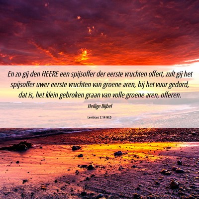 Picture 06 - Leviticus 2:14 NLD - En zo gij den HEERE een spijsoffer der eerste - Bible Verse Picture