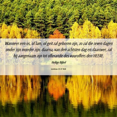 Picture 06 - Leviticus 22:27 NLD - Wanneer een os, of lam, of geit zal geboren zijn, - Bible Verse Picture