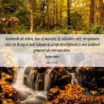 Picture 06 - Lukas 12:27 NLD - Aanmerkt de lelien, hoe zij wassen; zij arbeiden - Bible Verse Picture