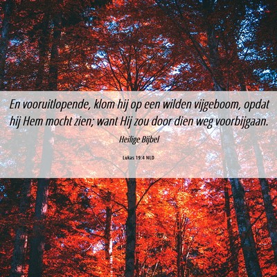 Picture 06 - Lukas 19:4 NLD - En vooruitlopende, klom hij op een wilden - Bible Verse Picture