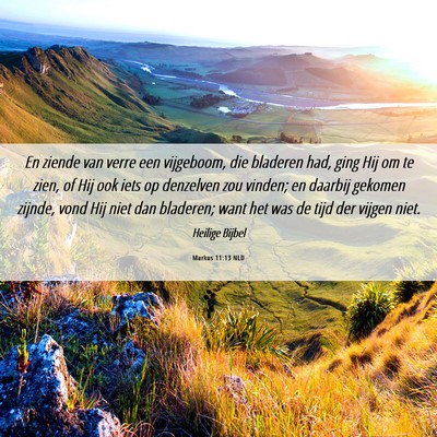 Picture 06 - Markus 11:13 NLD - En ziende van verre een vijgeboom, die bladeren - Bible Verse Picture