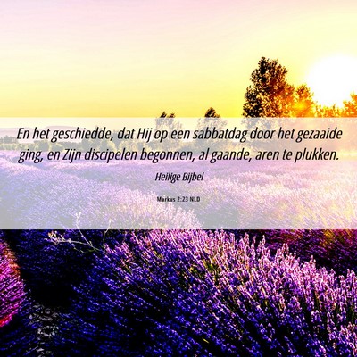 Picture 06 - Markus 2:23 NLD - En het geschiedde, dat Hij op een sabbatdag door - Bible Verse Picture