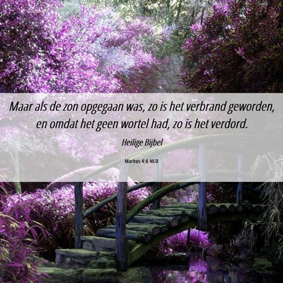 Picture 06 - Markus 4:6 NLD - Maar als de zon opgegaan was, zo is het verbrand - Bible Verse Picture