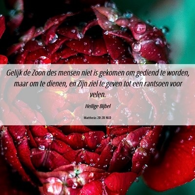 Picture 06 - Mattheüs 20:28 NLD - Gelijk de Zoon des mensen niet is gekomen om - Bible Verse Picture