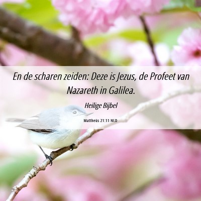Picture 06 - Mattheüs 21:11 NLD - En de scharen zeiden: Deze is Jezus, de Profeet - Bible Verse Picture