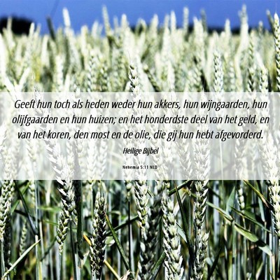 Picture 06 - Nehemia 5:11 NLD - Geeft hun toch als heden weder hun akkers, hun - Bible Verse Picture