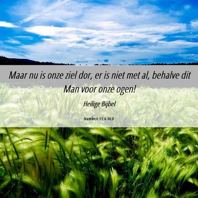 Picture 06 - Numberi 11:6 NLD - Maar nu is onze ziel dor, er is niet met al, - Bible Verse Picture
