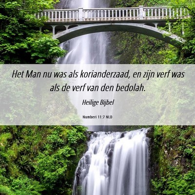 Picture 06 - Numberi 11:7 NLD - Het Man nu was als korianderzaad, en zijn verf - Bible Verse Picture