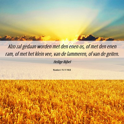 Picture 06 - Numberi 15:11 NLD - Alzo zal gedaan worden met den enen os, of met - Bible Verse Picture