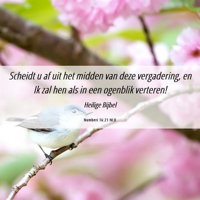Picture 06 - Numberi 16:21 NLD - Scheidt u af uit het midden van deze vergadering, - Bible Verse Picture