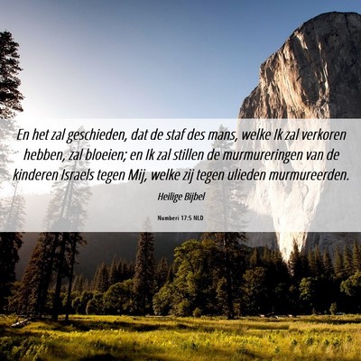 Picture 06 - Numberi 17:5 NLD - En het zal geschieden, dat de staf des mans, - Bible Verse Picture