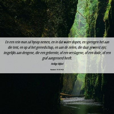 Picture 06 - Numberi 19:18 NLD - En een rein man zal hysop nemen, en in dat water - Bible Verse Picture