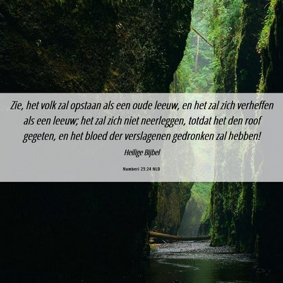 Picture 06 - Numberi 23:24 NLD - Zie, het volk zal opstaan als een oude leeuw, en - Bible Verse Picture
