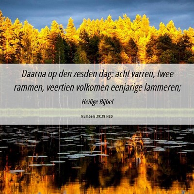Picture 06 - Numberi 29:29 NLD - Daarna op den zesden dag: acht varren, twee - Bible Verse Picture