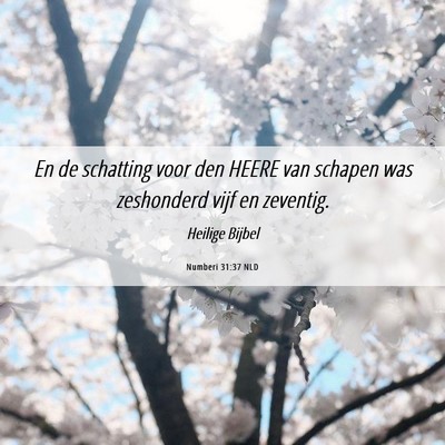 Picture 06 - Numberi 31:37 NLD - En de schatting voor den HEERE van schapen was - Bible Verse Picture