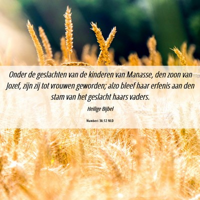 Picture 06 - Numberi 36:12 NLD - Onder de geslachten van de kinderen van Manasse, - Bible Verse Picture