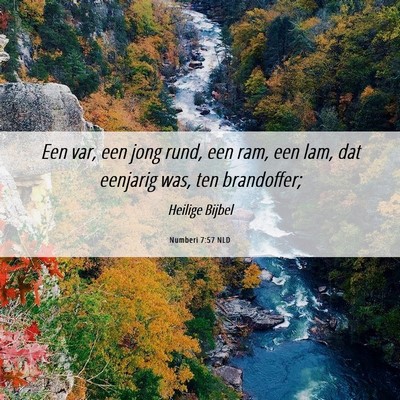 Picture 06 - Numberi 7:57 NLD - Een var, een jong rund, een ram, een lam, dat - Bible Verse Picture
