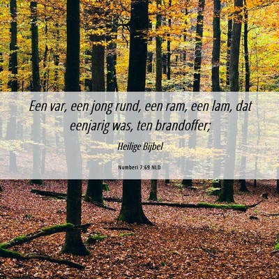 Picture 06 - Numberi 7:69 NLD - Een var, een jong rund, een ram, een lam, dat - Bible Verse Picture