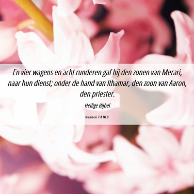 Picture 06 - Numberi 7:8 NLD - En vier wagens en acht runderen gaf hij den zonen - Bible Verse Picture