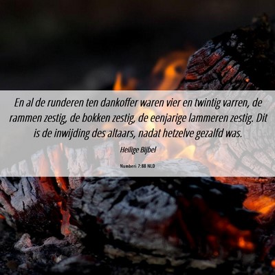 Picture 06 - Numberi 7:88 NLD - En al de runderen ten dankoffer waren vier en - Bible Verse Picture