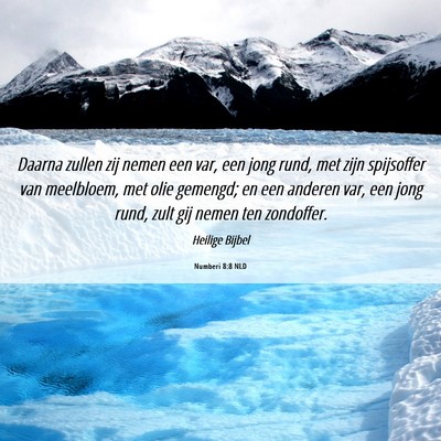 Picture 06 - Numberi 8:8 NLD - Daarna zullen zij nemen een var, een jong rund, - Bible Verse Picture