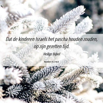 Picture 06 - Numberi 9:2 NLD - Dat de kinderen Israels het pascha houden zouden, - Bible Verse Picture
