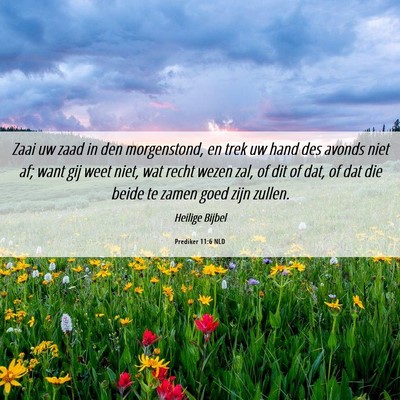 Picture 06 - Prediker 11:6 NLD - Zaai uw zaad in den morgenstond, en trek uw hand - Bible Verse Picture