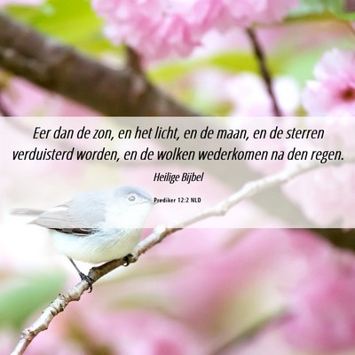 Picture 06 - Prediker 12:2 NLD - Eer dan de zon, en het licht, en de maan, en de - Bible Verse Picture