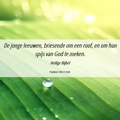 Picture 06 - Psalmen 104:21 NLD - De jonge leeuwen, briesende om een roof, en om - Bible Verse Picture
