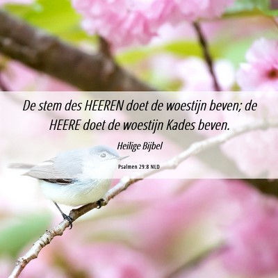 Picture 06 - Psalmen 29:8 NLD - De stem des HEEREN doet de woestijn beven; de - Bible Verse Picture