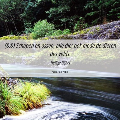 Picture 06 - Psalmen 8:7 NLD - (8:8) Schapen en ossen, alle die; ook mede de - Bible Verse Picture