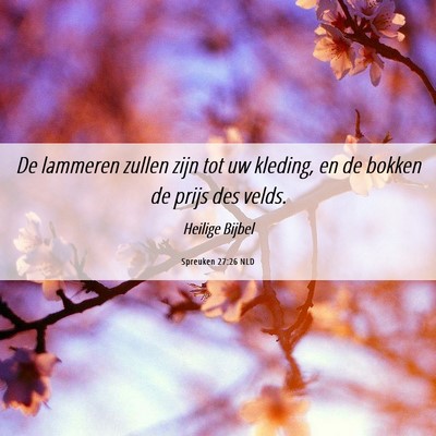 Picture 06 - Spreuken 27:26 NLD - De lammeren zullen zijn tot uw kleding, en de - Bible Verse Picture