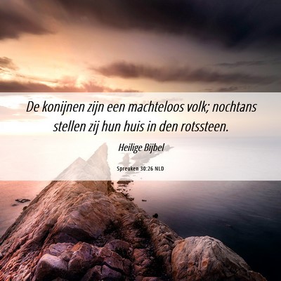 Picture 06 - Spreuken 30:26 NLD - De konijnen zijn een machteloos volk; nochtans - Bible Verse Picture