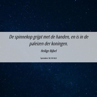 Picture 06 - Spreuken 30:28 NLD - De spinnekop grijpt met de handen, en is in de - Bible Verse Picture