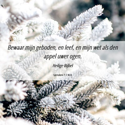 Picture 06 - Spreuken 7:2 NLD - Bewaar mijn geboden, en leef, en mijn wet als den - Bible Verse Picture