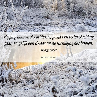 Picture 06 - Spreuken 7:22 NLD - Hij ging haar straks achterna, gelijk een os ter - Bible Verse Picture