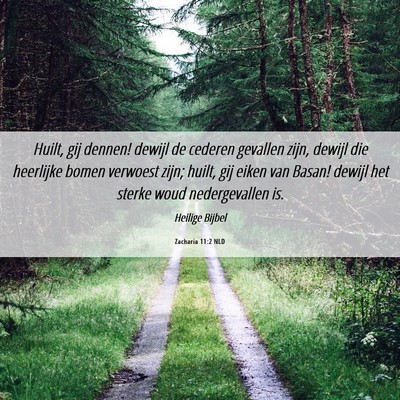 Picture 06 - Zacharia 11:2 NLD - Huilt, gij dennen! dewijl de cederen gevallen - Bible Verse Picture