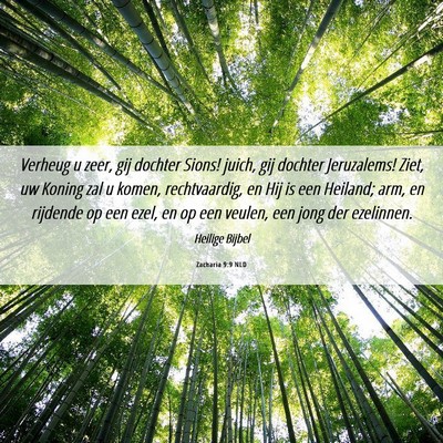 Picture 06 - Zacharia 9:9 NLD - Verheug u zeer, gij dochter Sions! juich, gij - Bible Verse Picture