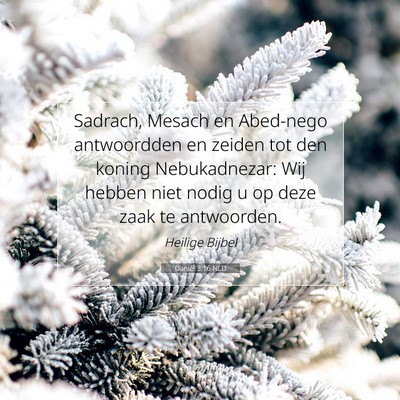 Picture 07 - Daniël 3:16 NLD - Sadrach, Mesach en Abed-nego antwoordden en - Bible Verse Picture
